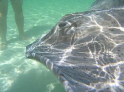Stingray, Grand Cayman, Oct 2006 by Scott Bundy 